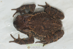 Bufo cryptotympanicus