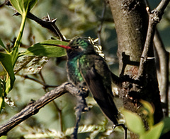 Cynanthus latirostris