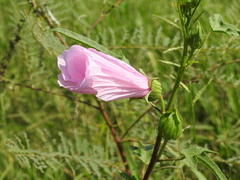 Hibiscus striatus
