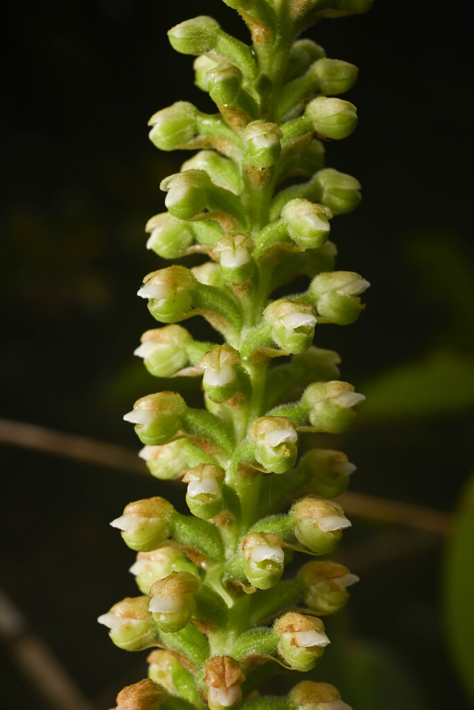 Gomphichis adnata