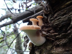 Polyporus tuberaster