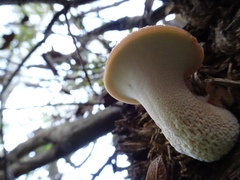 Polyporus tuberaster
