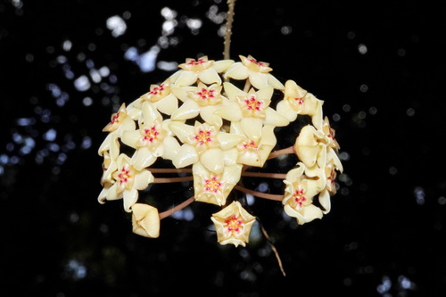 Hoya nicholsoniae observed 2025-11-17