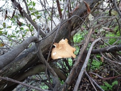 Polyporus tuberaster