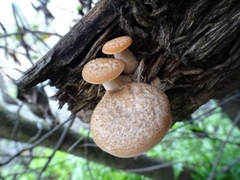 Polyporus tuberaster