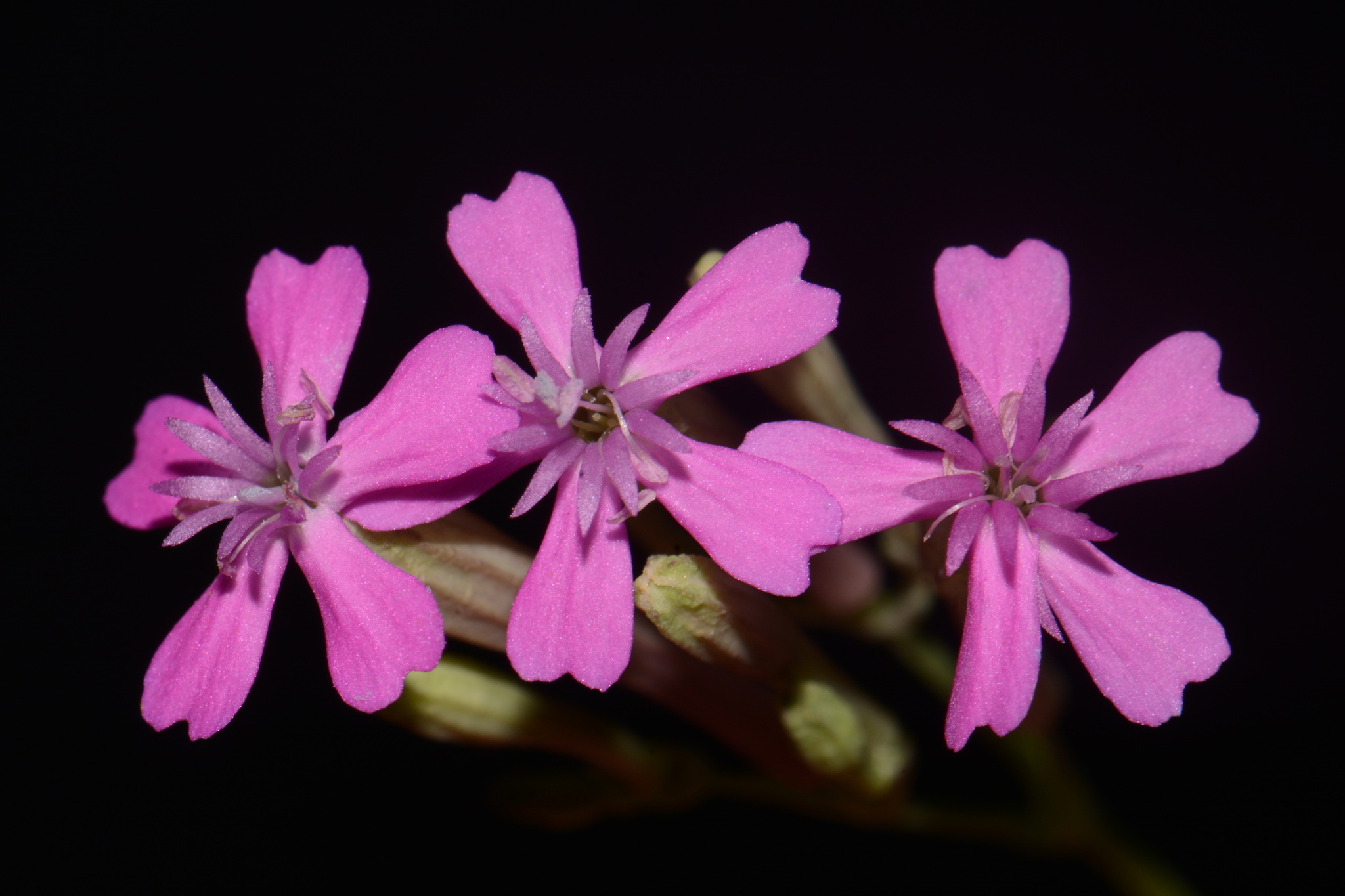 Sweet William Catchfly (Atocion armeria)