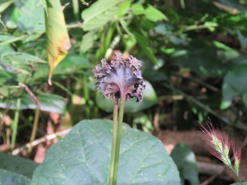 Dorstenia contrajerva iNat (1)