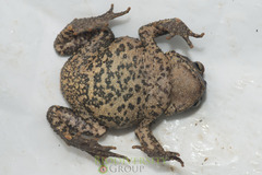 Bufo cryptotympanicus