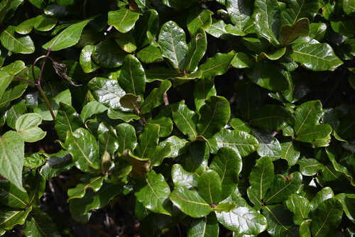 Costa Rican Oak (Quercus costaricensis)