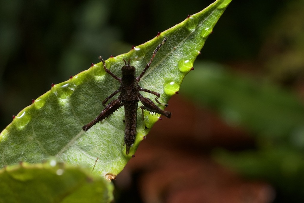 Parepisactus carinatus