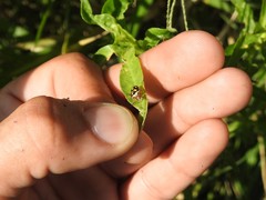 Oebalus poecilus