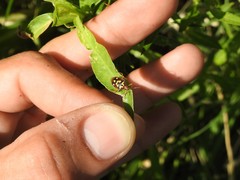Oebalus poecilus