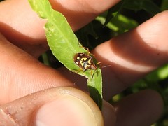 Oebalus poecilus