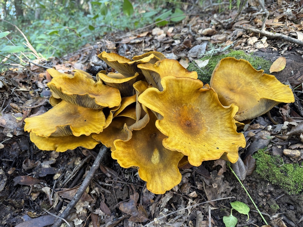 Omphalotus olivascens · November 2025 · photo: © dloarie (iNaturalist, cc-by)