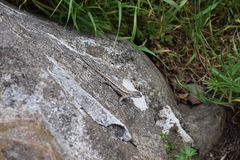 Sceloporus undulatus