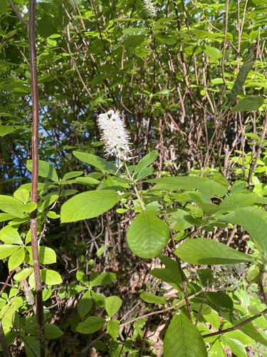 Sweet Pepperbush