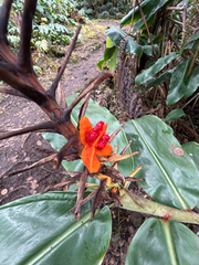 Hedychium gardnerianum, recorded fruiting
