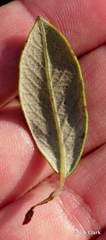Phyllonorycter manzanita