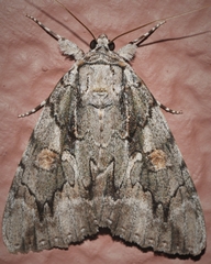 Catocala flebilis