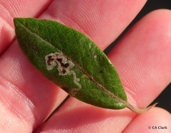 Phyllonorycter manzanita