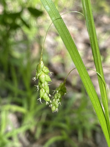 handsome sedge (Carex formosa)