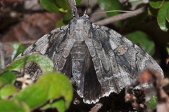 Catocala flebilis