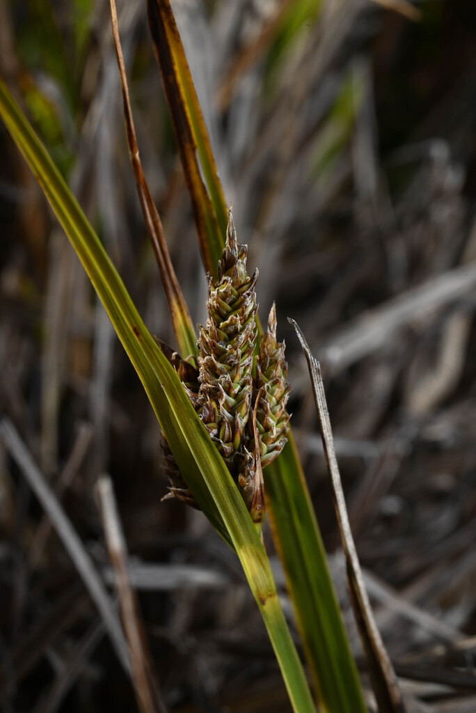 Carex orothanatica