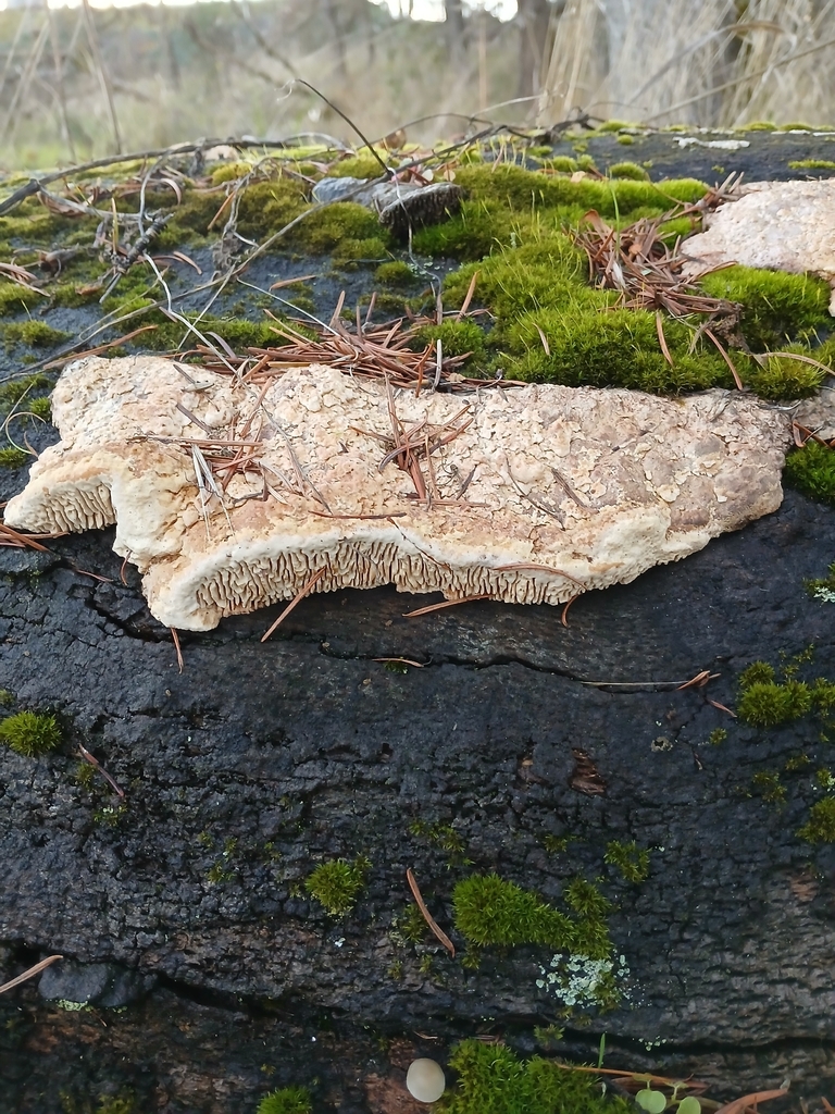 Fomitopsis quercina · November 2025 · photo: © lance30586 (iNaturalist, cc-by)