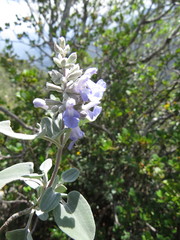 Salvia candicans