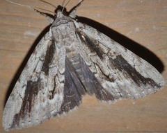 Catocala angusi