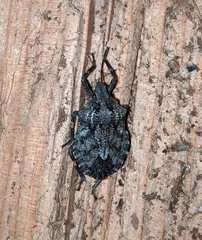 Brochymena affinis