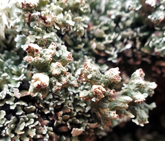 Cladonia mateocyatha