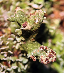 Cladonia mateocyatha