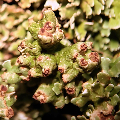 Cladonia mateocyatha