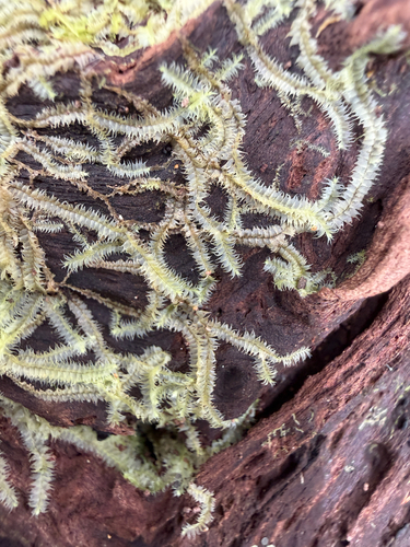Lophocolea hawaica observed 2025-11-27