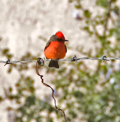 Pyrocephalus rubinus