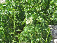 Cnidoscolus tubulosus