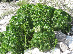 Cnidoscolus tubulosus