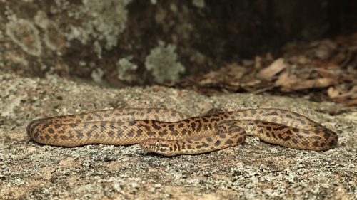 Spotted Python sighting