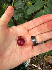 Psidium cattleianum, recorded fruiting