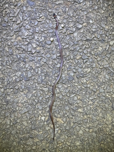 Red-naped Snake sighting