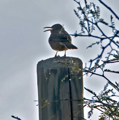 Toxostoma curvirostre