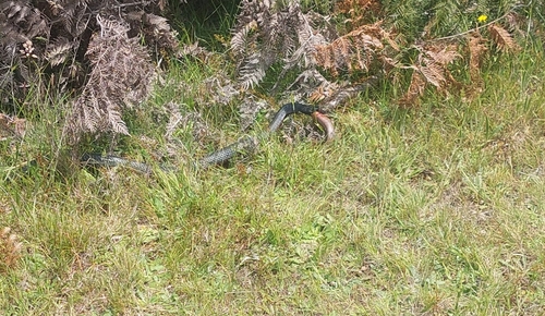 Red-bellied Black Snake sighting