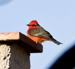 Pyrocephalus rubinus