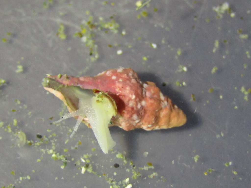 Axymene