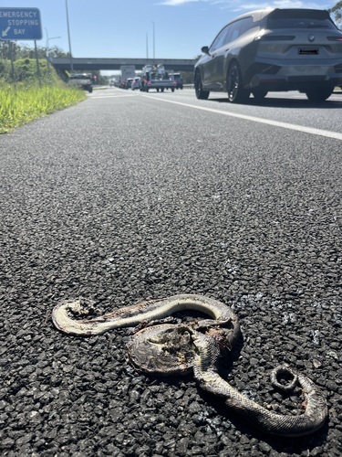 Coastal Carpet Python sighting