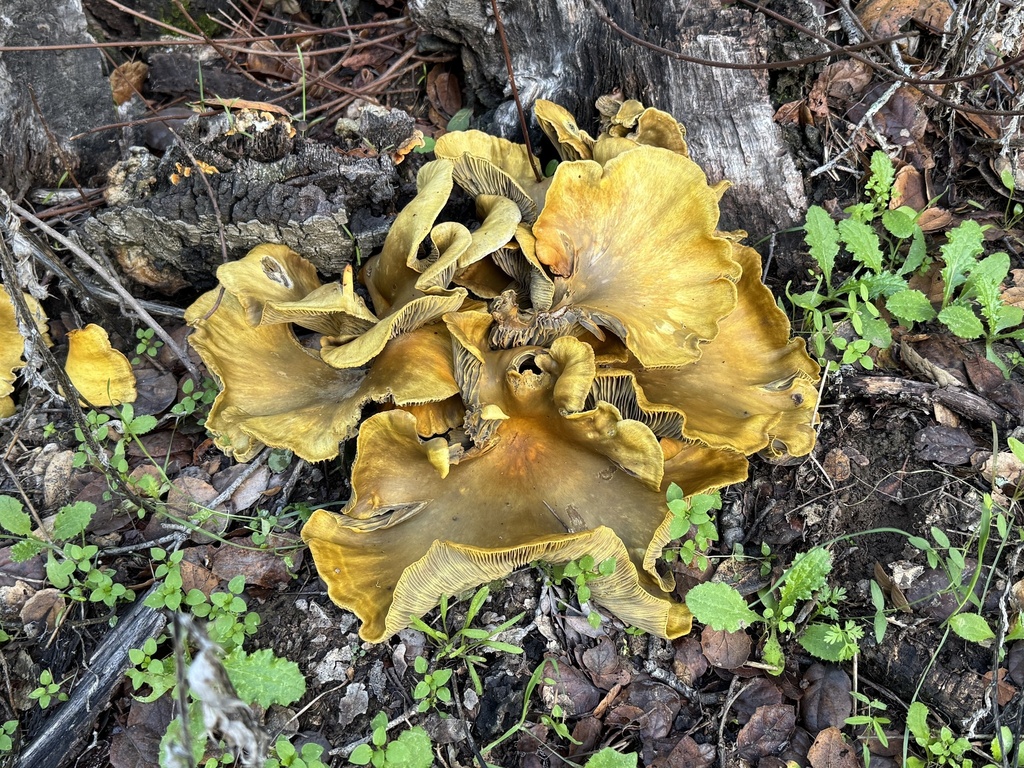 Omphalotus olivascens · November 2025 · photo: © bungelina (iNaturalist, cc-by)