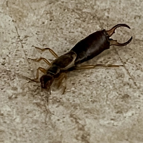 European Earwig