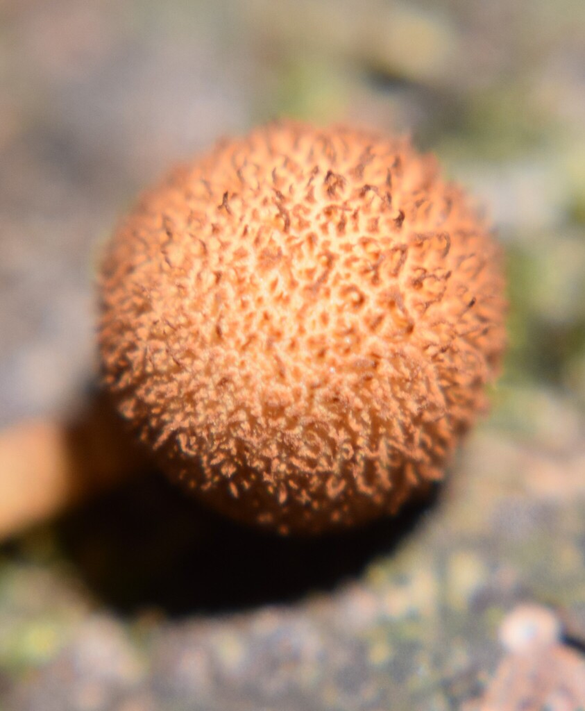 Phaeomarasmius ciliatus · November 2025 · photo: © davidwhyte (iNaturalist, cc-by-sa)