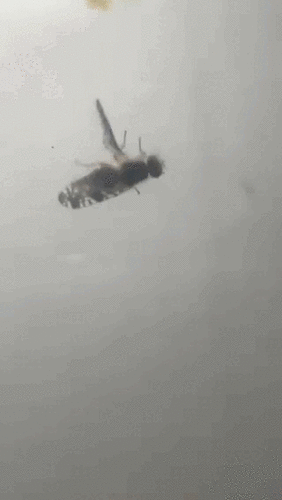Unknown species found near Cotswold, Charlotte, NC 28211, USA